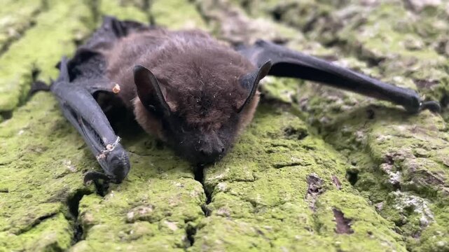 Ein Breitfl&uuml;gelfledermaus an einem Baum. Cnephaeus serotinus