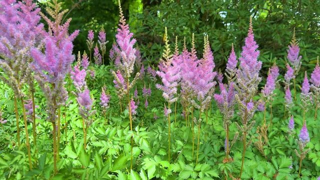 	
Beautiful pink astilbe flowers blooming in the garden with green leaves