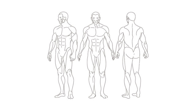 Vector illustration of detailed line drawings of human male body anatomy from multiple angles