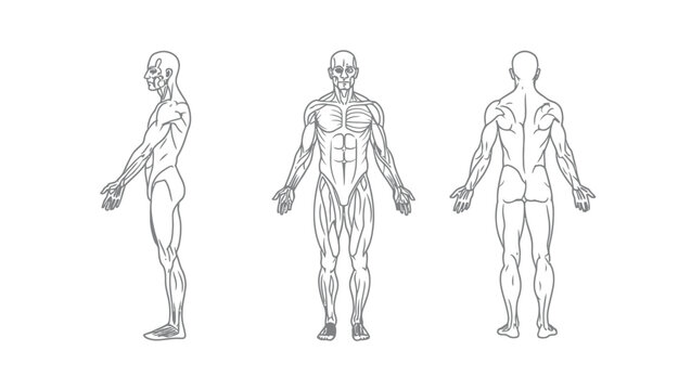 Vector illustration of human muscle anatomy illustration with front and back views