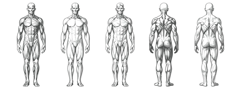 Vector illustration of detailed anatomical illustrations of human male body muscle structure