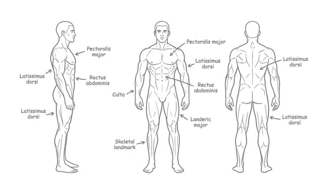 Vector illustration of human body muscle diagram with labeled parts