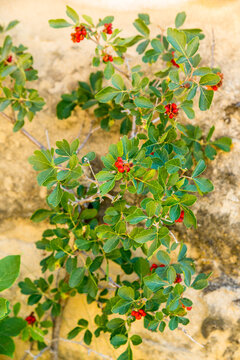 Canada, Alberta, Milk River.  Close up of native plant, three-leaf Sumac (rhus trilobata) in Writing on Stone Provincial Park.