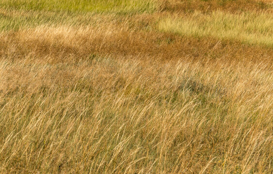 Canada, Alberta, Milk River.  Natural grassland in Writing on Stone Provincial Park.