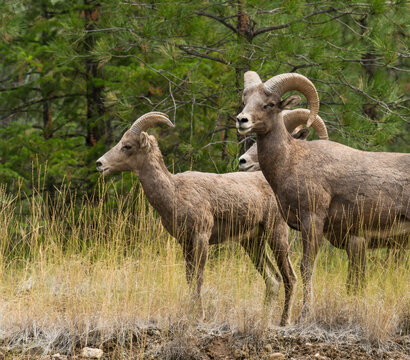 Canada, BC, Lillooet.  Wild big horn sheep roam the dry pine forests of BC's southern interior