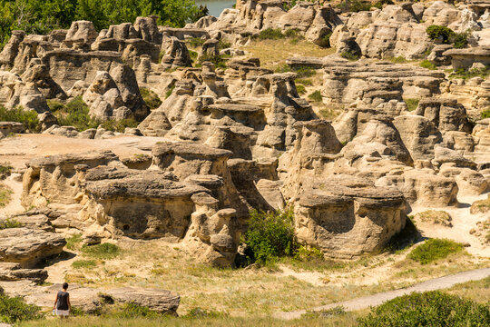 Canada, Alberta, Milk River.  A multitude of hoodoos close by the Visitor Centre in Writing on Stone Provincial Park.