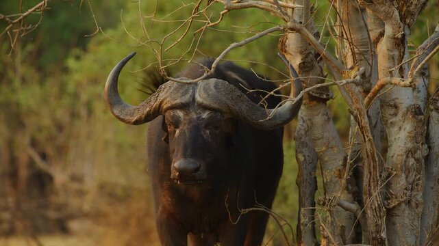 Footage of a South African Buffalo (Syncerus caffer) Waving its ears.