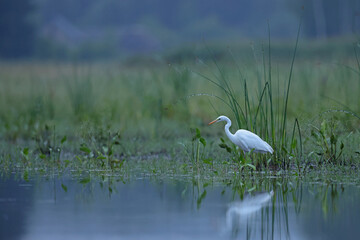 Czapla biała (Ardea alba), great egret © Bartosz Rakoczy