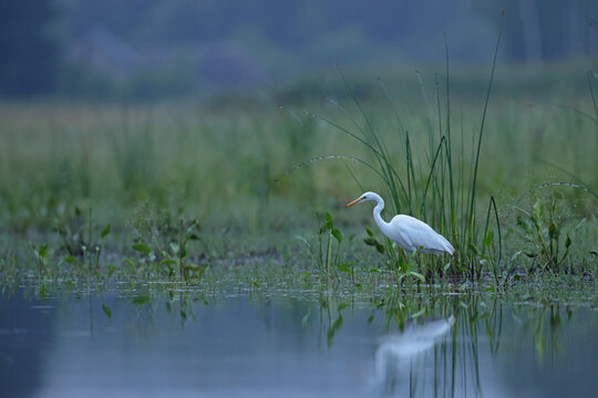 Czapla biała (Ardea alba), great egret