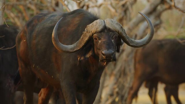 Footage of a South African Buffalo (Syncerus caffer) Looking at the camera.