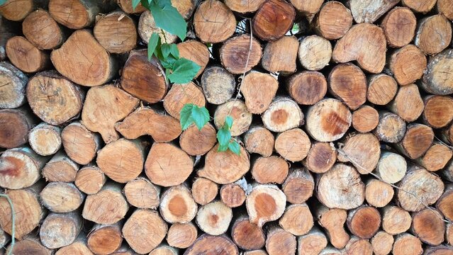 stack of wood