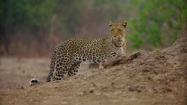 Leopard (Panthera pardus) observing his territory.