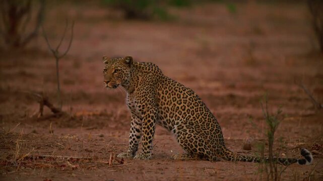 Footage of a Leopard (Panthera pardus) Looking for prey at sunset time.
