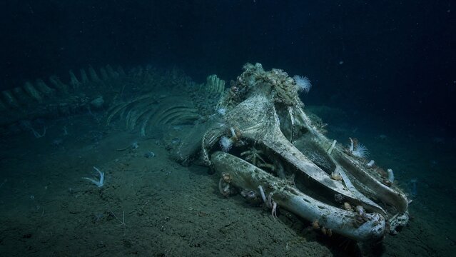 Whale fall skeleton colonized by deep sea life on the ocean floor