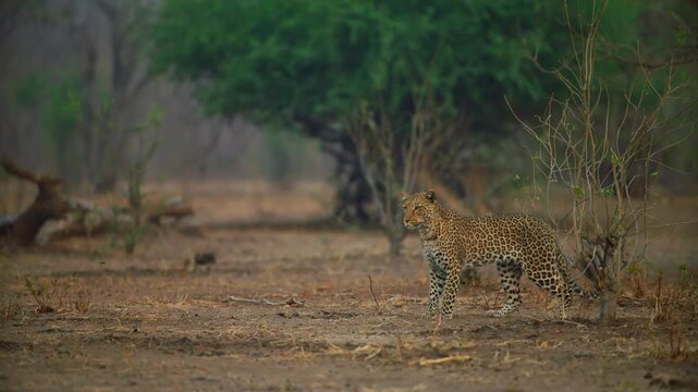 Footage of a Leopard (Panthera pardus) following his prey secretly.