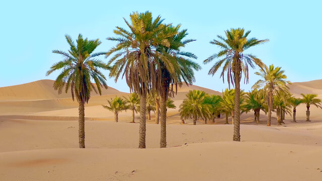 Trip to Remah desert in United Arab Emirates. 
Beautiful eastern travel photo. Landscape with 
sand dunes, palm tree, sky, nature. Summer 
vacation in arab country.
