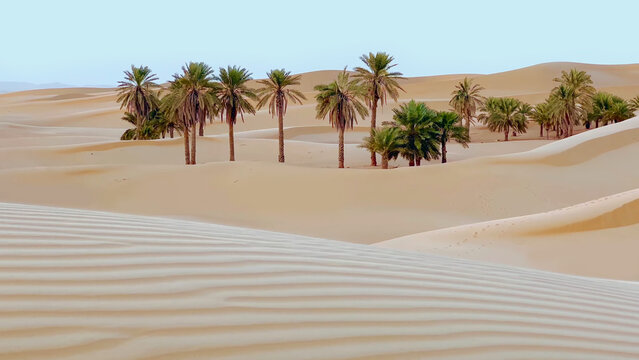 Trip to Remah desert in United Arab Emirates. 
Beautiful eastern travel photo. Landscape with 
sand dunes, palm tree, sky, nature. Summer 
vacation in arab country.
