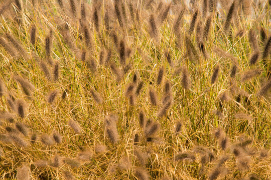 Canada, BC, Sunshine Coast, Sechelt.  Fuzzy decorative brown grasses.