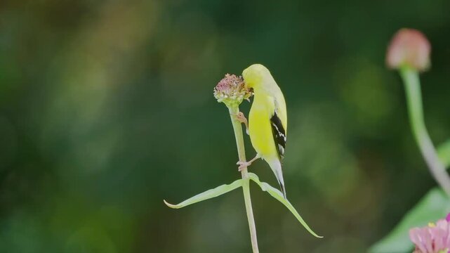 Yellow finch perches on flower stem. Bird pecks at budding pink flower. Soft green background blurs gently. Nature's quiet moment captured. Perfect for serene wildlife scenes