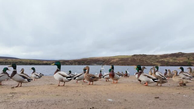 Wild ducks on the bank of a large lake on the Yorkshire Moors England. Waterbirds congregating along the shore in large numbers. Tame wildlife scene.