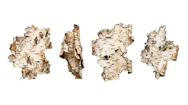 White birch bark elements for botanical design, rustic branding, crafts and natural compositions. Isolated on White background.