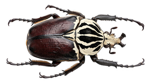 Goliath beetle macro photography on white background, large tropical goliathus insect with striped pattern, exotic scarab beetle specimen for biology