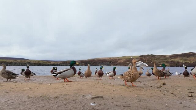 Wild ducks on the bank of a large lake on the Yorkshire Moors England. Waterbirds congregating along the shore in large numbers. Tame wildlife scene.