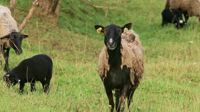 Protective ewe watches for danger while young lambs graze on a lush green pasture. Family of sheep in a natural meadow, symbolizing sustainable farming, animal care and organic livestock breeding.