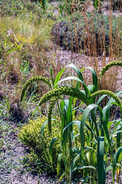 Whole Foxtail Millet Plant with Multiple Drooping Grain Panicles