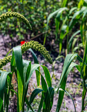 Close-Up of Curved Foxtail Millet Setaria italica Seed Head