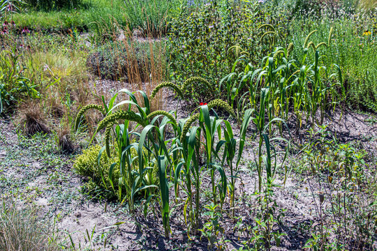 Cultivated Foxtail Millet Setaria italica Growing in Garden Plot