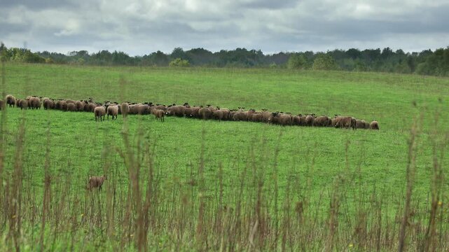 Large flock of sheep, rams and lambs grazing on an open meadow bordered by forest. Free-range livestock in a natural pasture, ideal for sustainable farming, agriculture and rural life concepts.