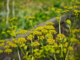 Fototapeta premium Tiny insect on blooming yellow dill flowers close up