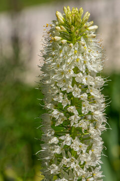 Himalaja-Steppenkerze (Eremurus himalaicus)