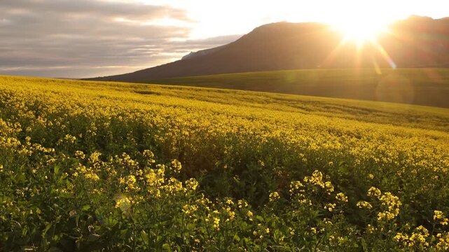 beautiful rolling fields of canola crops, Stanford, South Africa at sunset