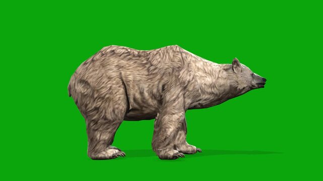 4k polar bear idle side view loop animation isolated on Green Screen, 3D white bear attention standing rendering on the chroma key, Scientific name Ursus maritimus, easy to remove background