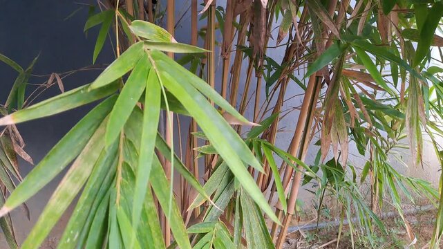 4K footage of young bamboo plants and small bamboo forest with green leaves. Natural wood texture background. Symbol of sustainability, eco, nature, growth, environment and organic material.