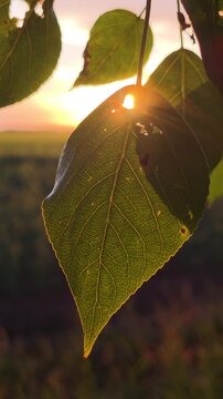 Golden hour sun shining through a hole in a green leaf on a tree branch, creating a beautiful sun flare and highlighting the delicate veins of the plant with a soft bokeh