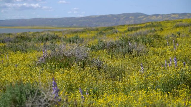 Carrizo Plain Soda Lake California Wildflowers Goldfields Flowers Super Bloom California USA