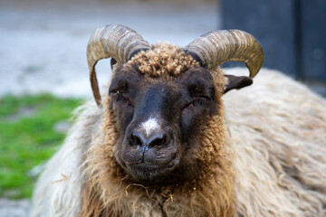 Front-facing portrait of a curl-horned sheep resting with eyes closed © Piotr