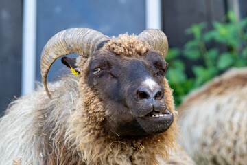Horned sheep bleating with mouth open in a farmyard enclosure © Piotr
