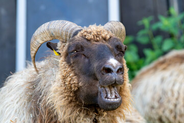 Woolly ram with spiral horns and an ear tag on a livestock farm © Piotr