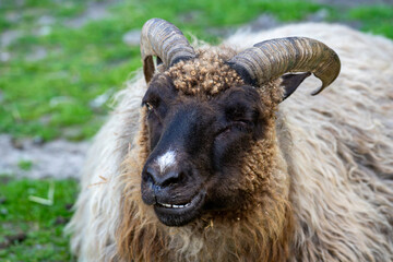 Horned sheep with woolly fleece looking toward the camera on a farm © Piotr