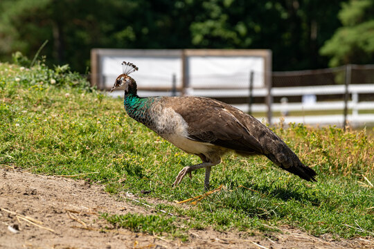 Peahen walking across green grass showing its slender neck and crest