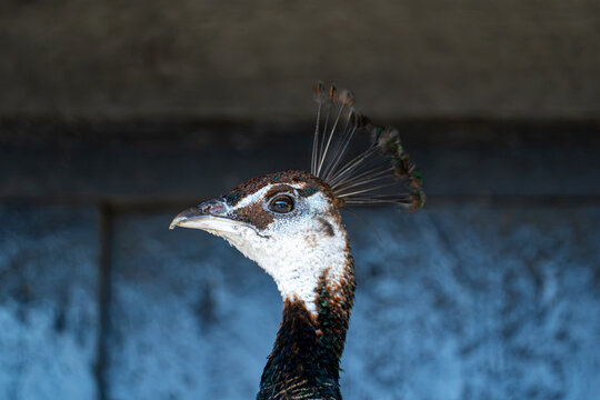 Close-up portrait of a peahen with its fan-shaped crest against a dark background
