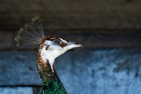 Peahen head and neck in profile showing delicate crest feathers