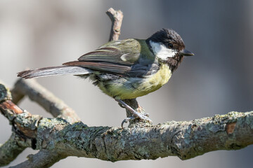 Great Tit On A Branch - 241F8248 © Hizglebe