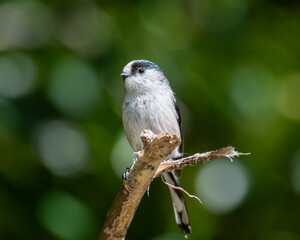 Long-Tailed Tit Perched on a Branch with Green Bokeh © Yasubei