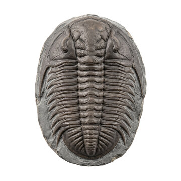 Fossilized trilobite arthropod specimen preserved in stone matrix showing segmented body structure and distinct biological features from ancient prehistoric marine life history.