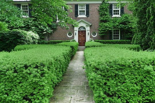 Path to front door of house with long yew hedge